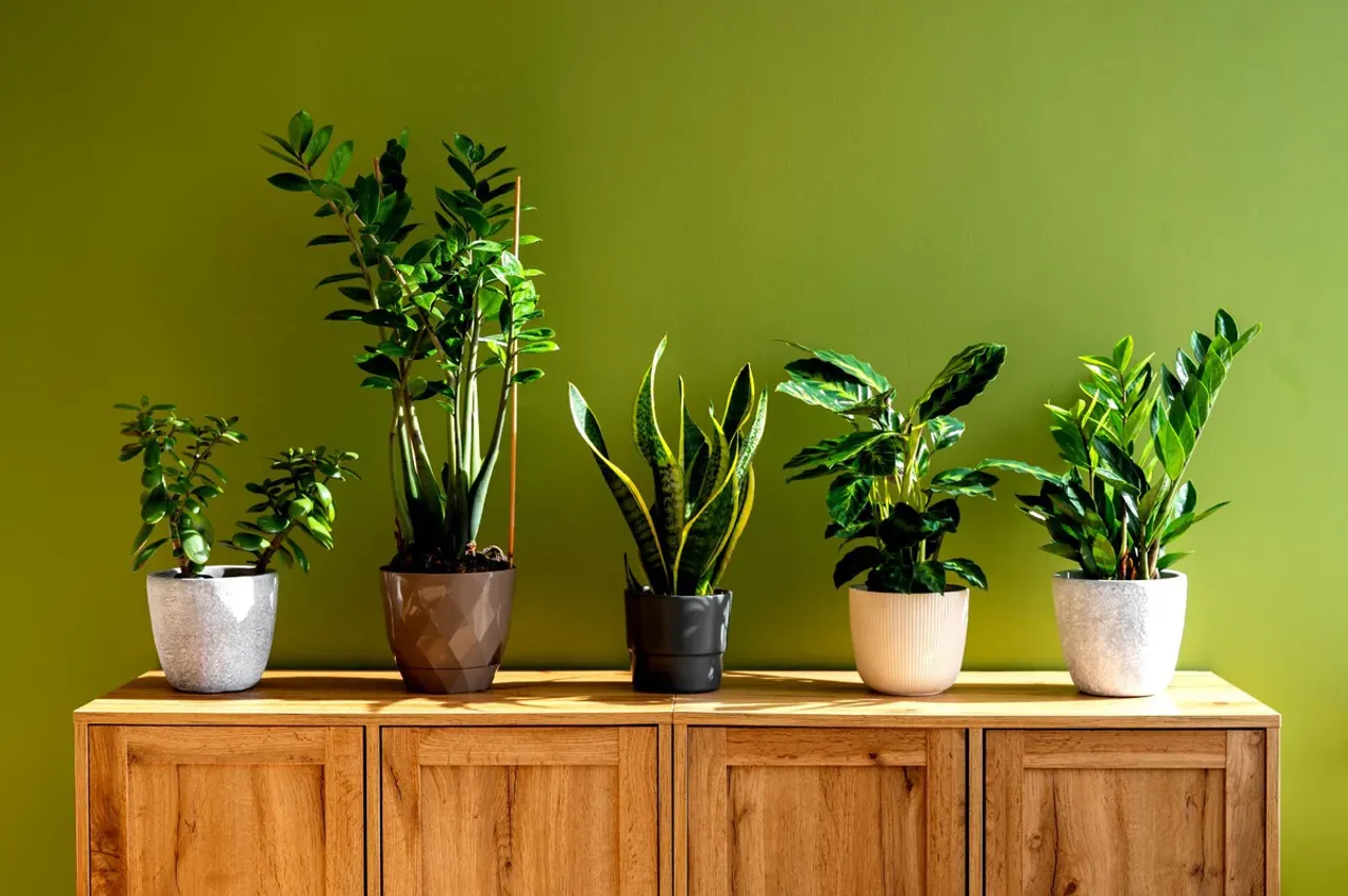 air purifying indoor plants