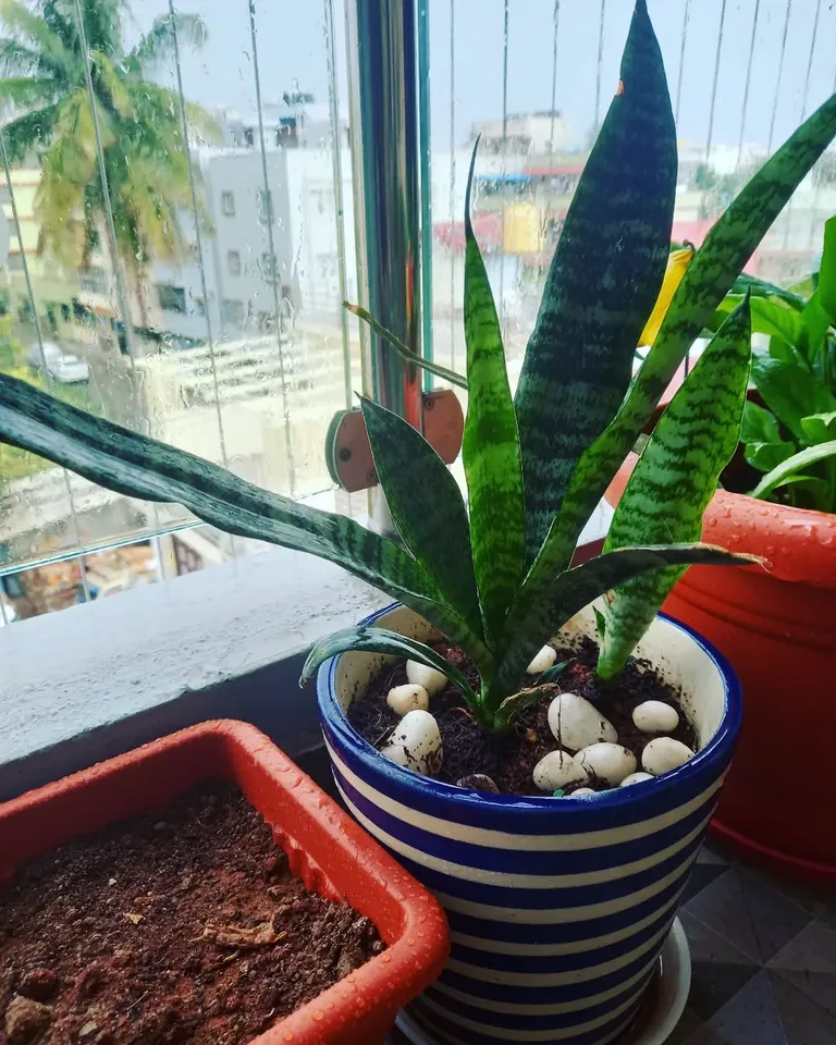 air purifying indoor plants
