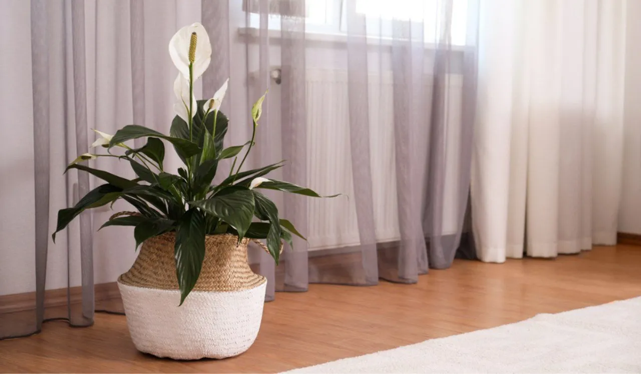 air purifying indoor plants