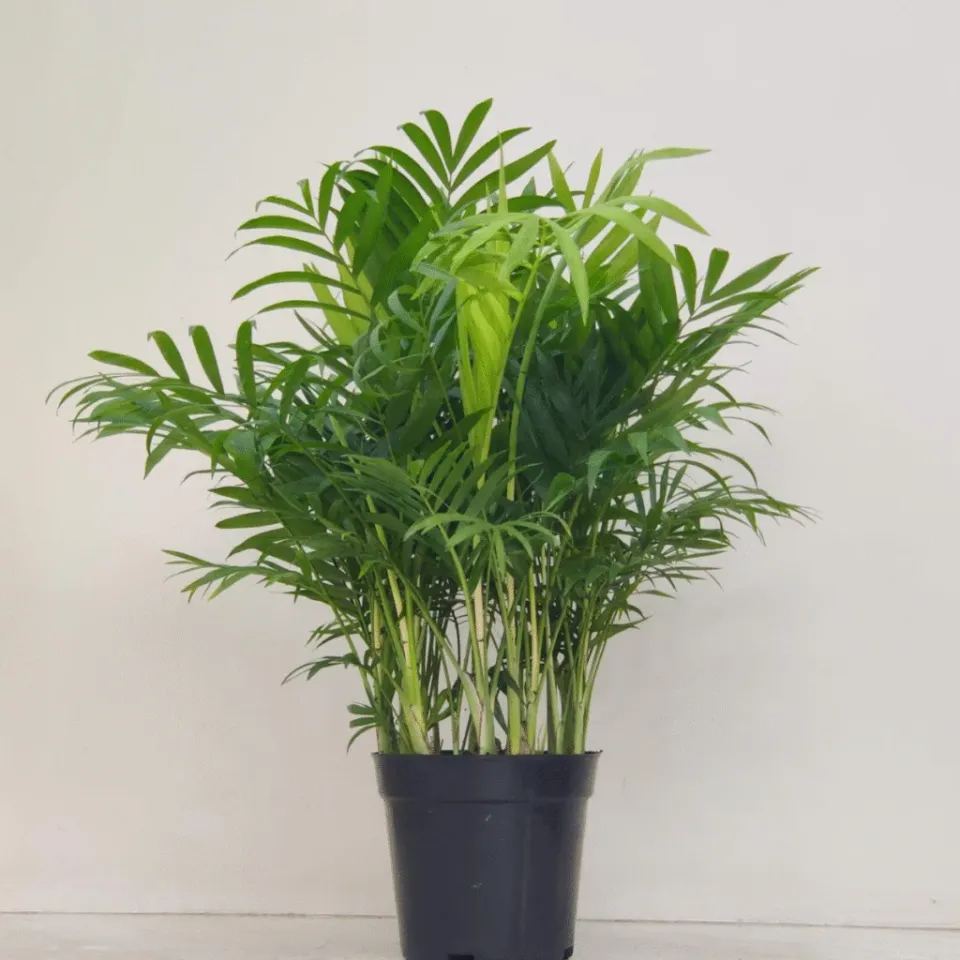 air purifying indoor plants