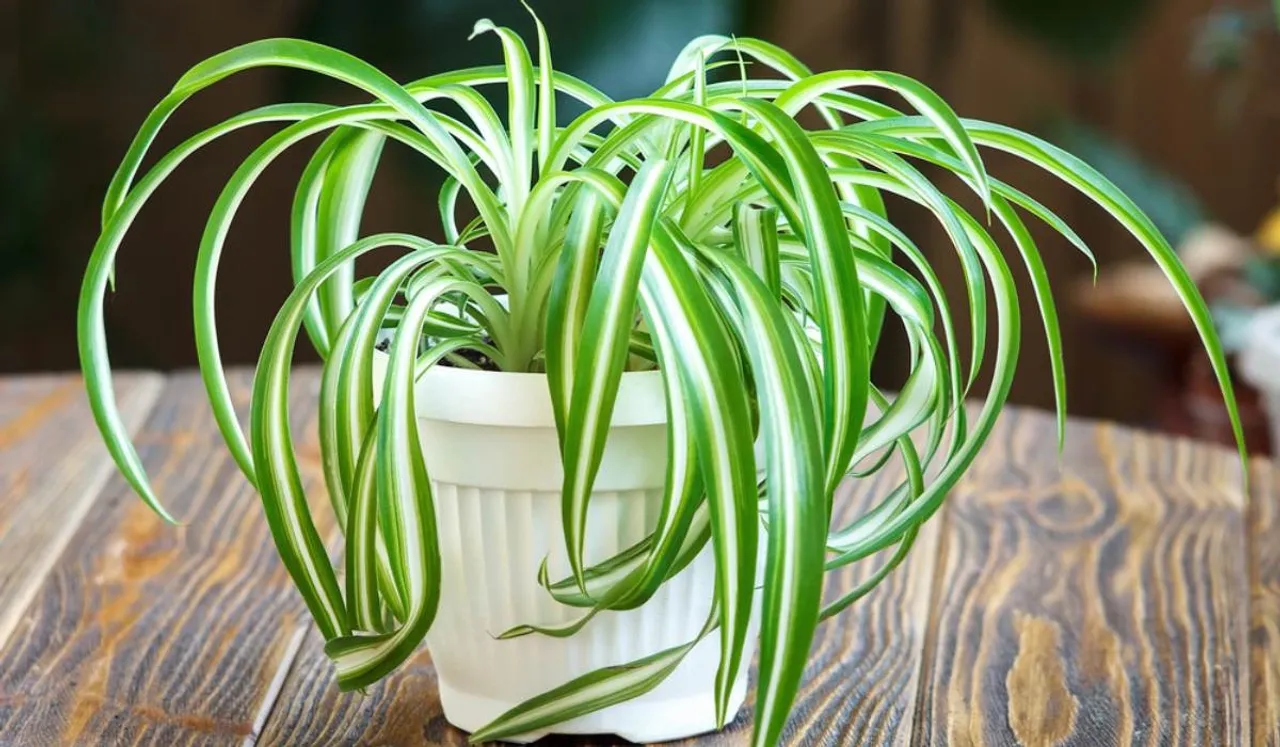 air purifying indoor plants