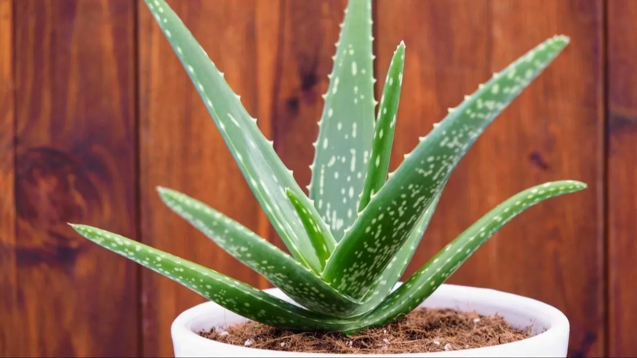 air purifying indoor plants