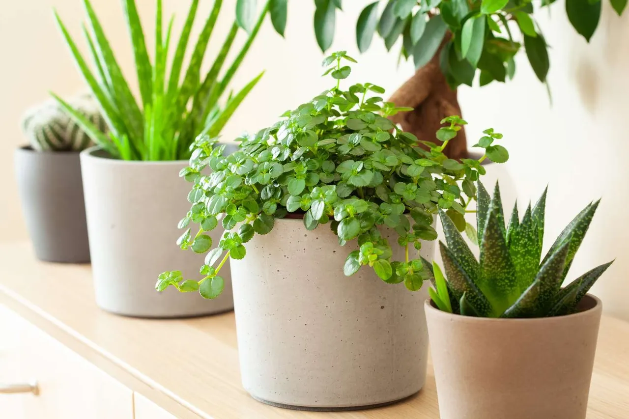 air purifying indoor plants
