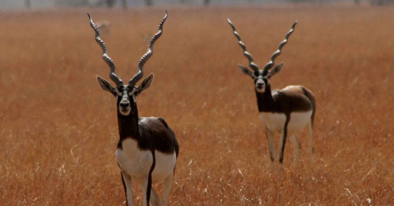 Blackbuck return Barnawapara Sanctuary