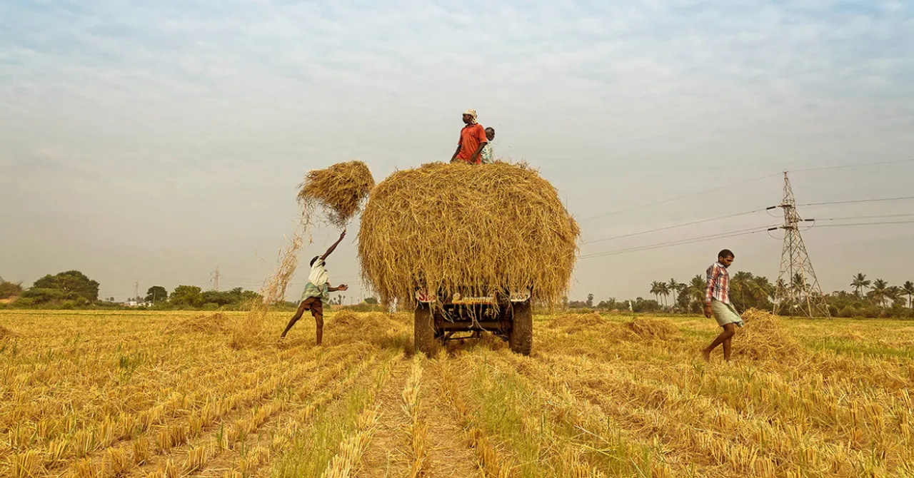 Harvesting kharif crops