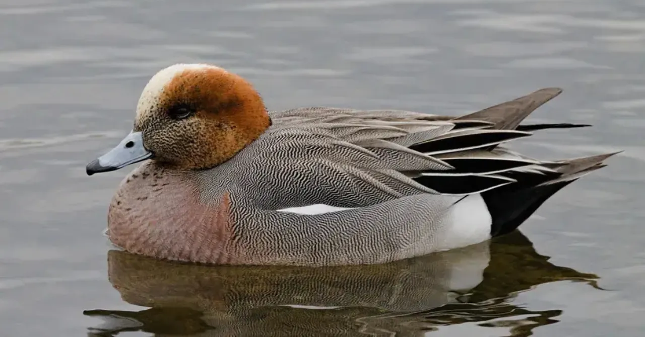 Each winter, wetlands like Sultanpur National Park host migratory birds such as the Eurasian wigeon, arriving from distant regions.