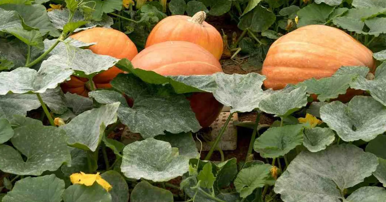 Steps to grow pumpkins