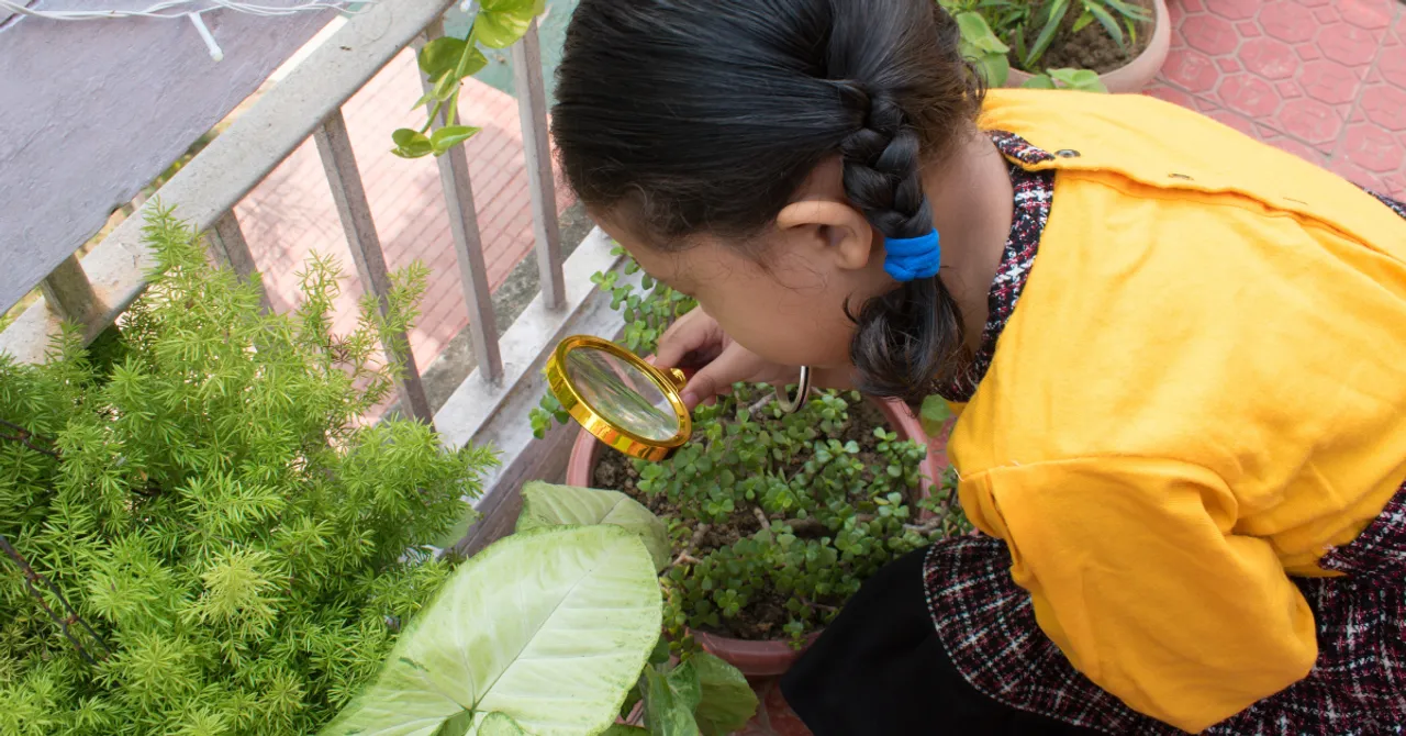 grow chickpeas with kids