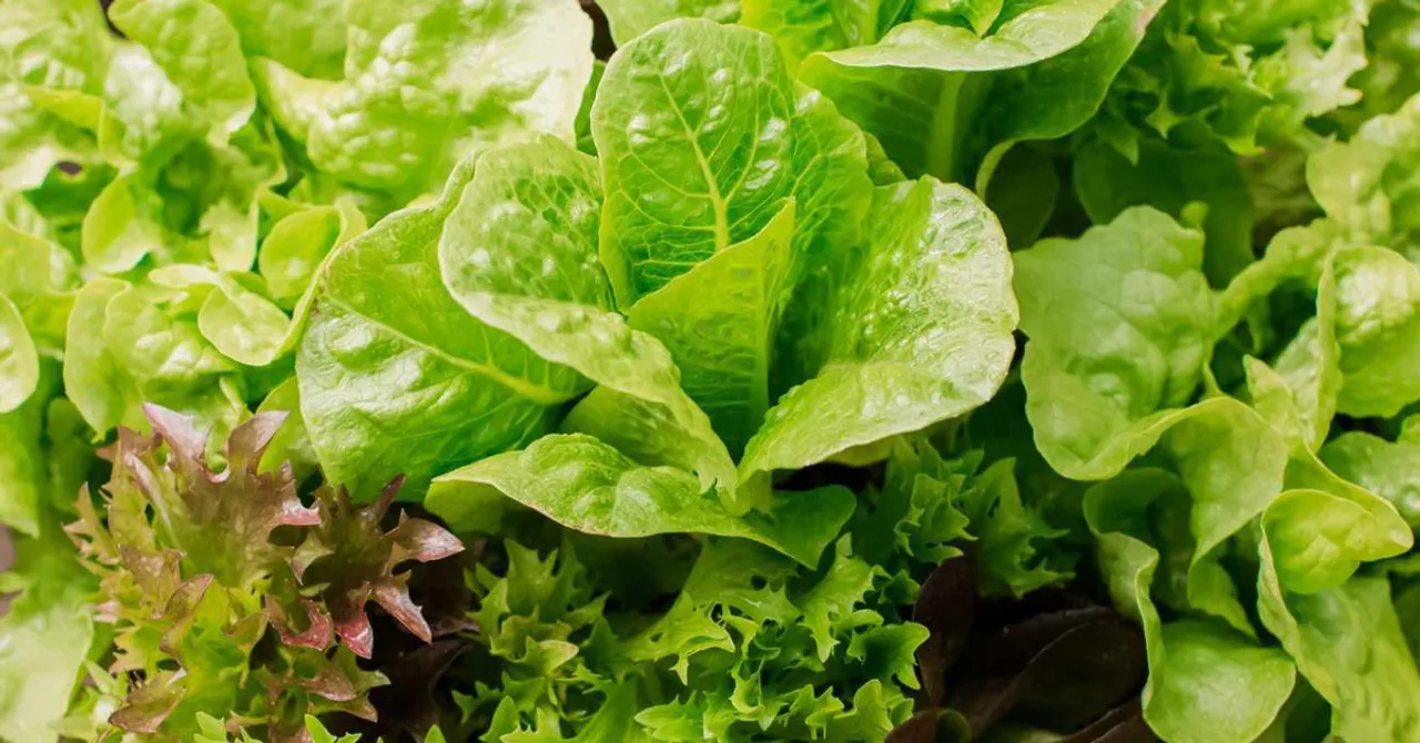 winter salad greens