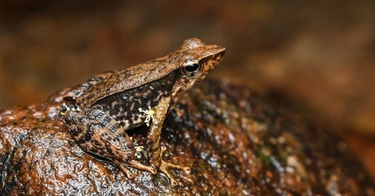 amphiian recovery project (1)