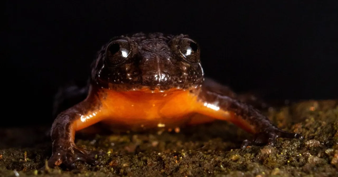 amphiian recovery project (2)