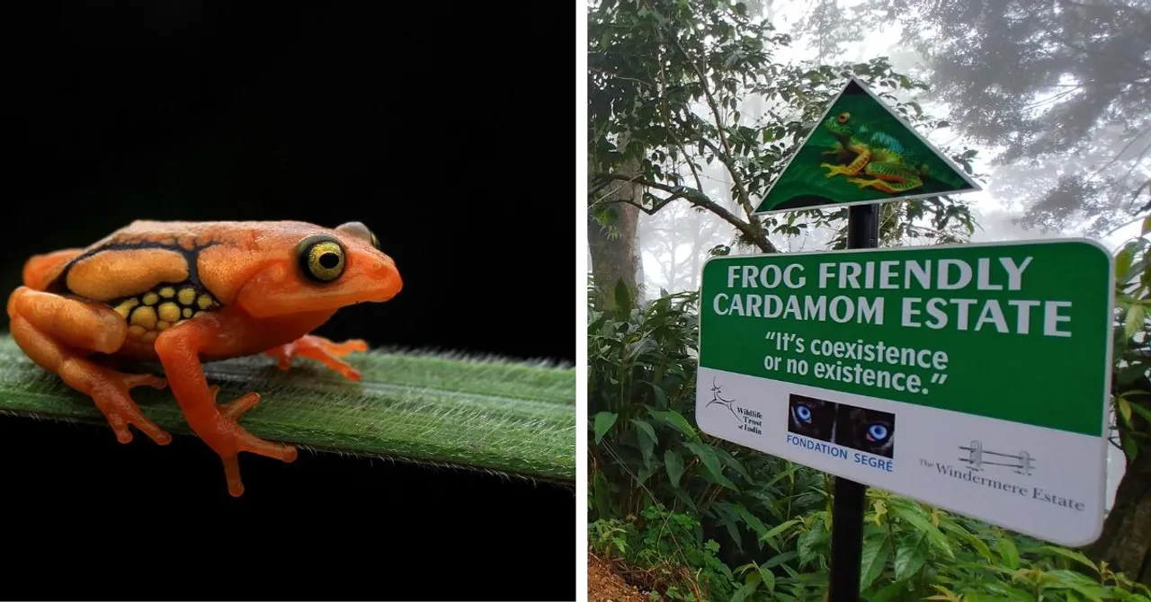 amphiian recovery project