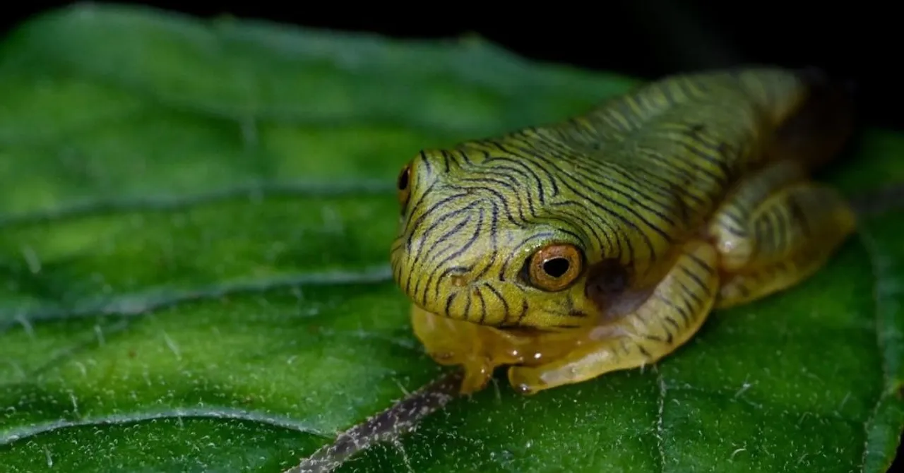 amphiian recovery project