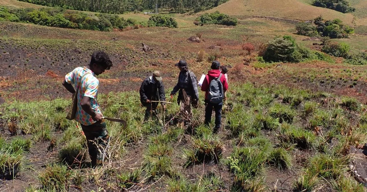 amphiian recovery project (3)