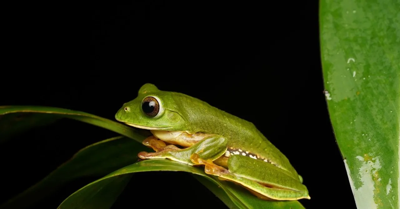 amphiian recovery project (4)