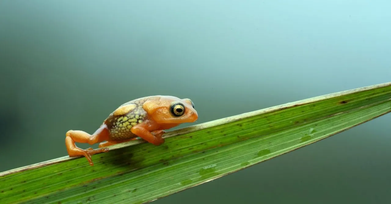 amphiian recovery project (5)