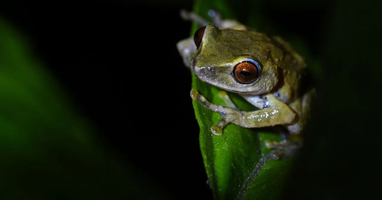 amphiian recovery project (7)