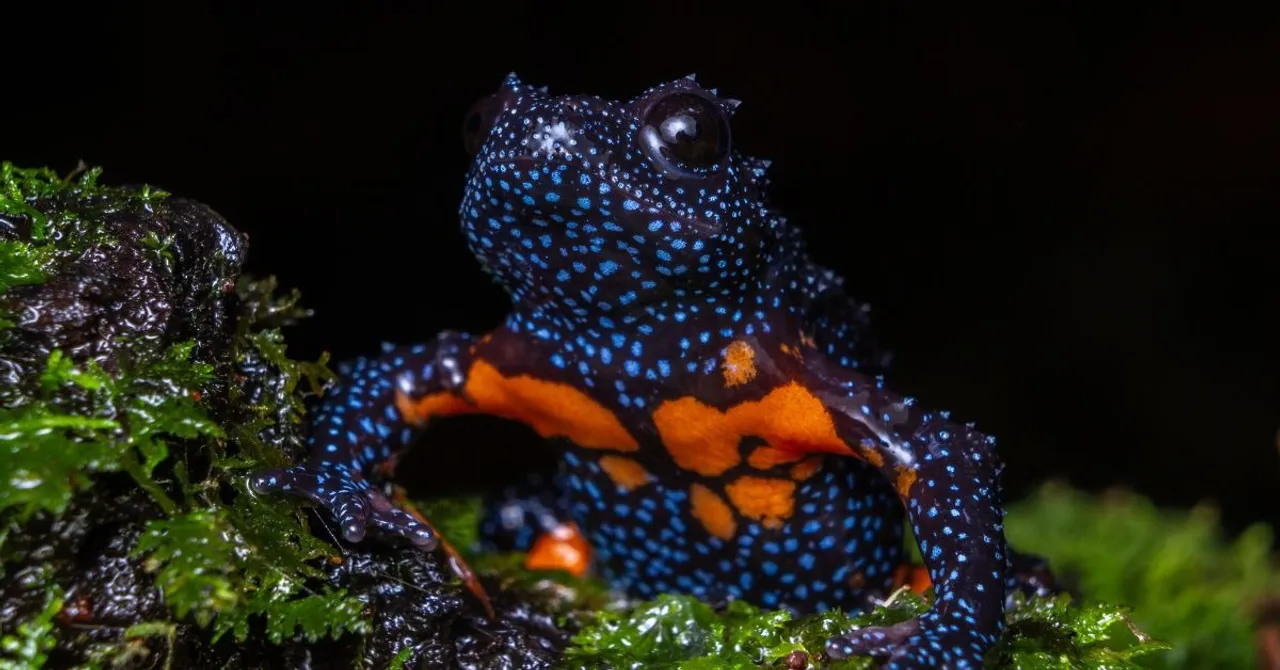 amphiian recovery project (8)