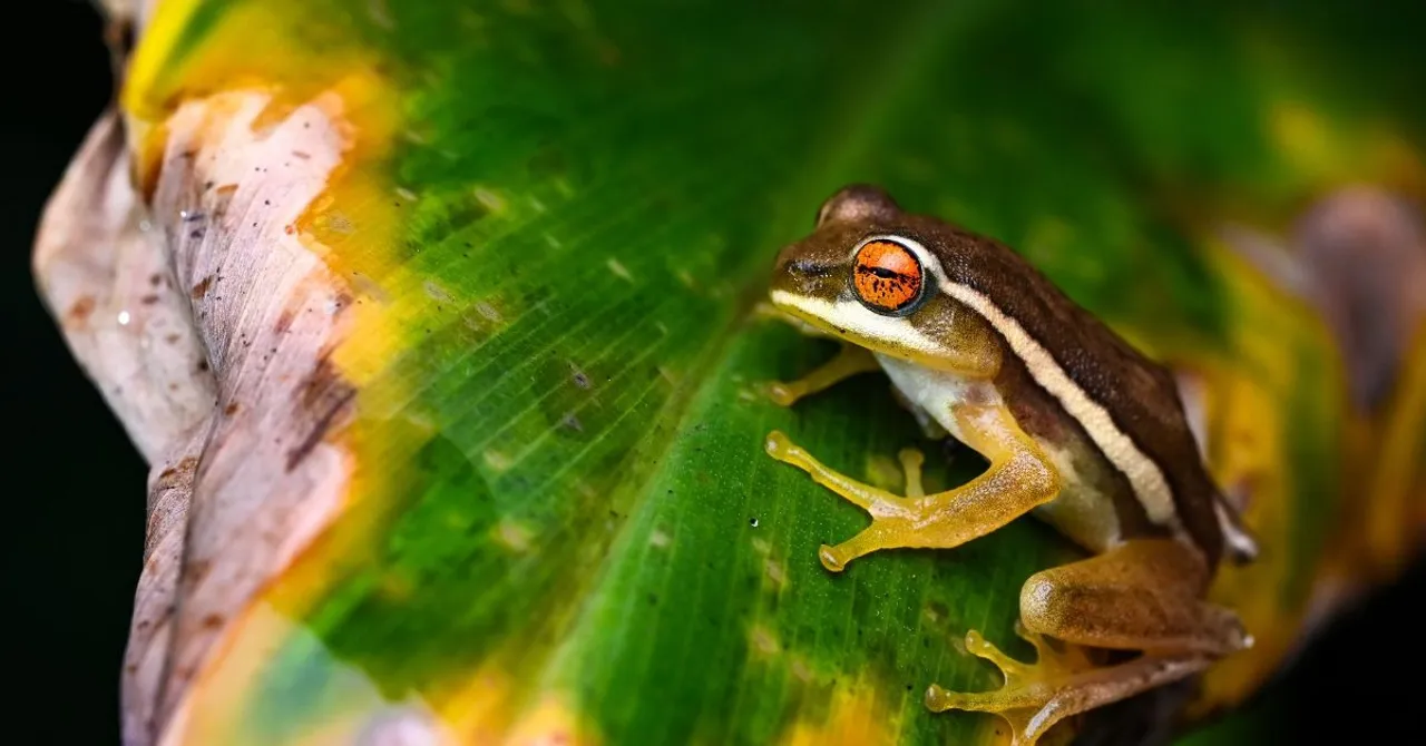 amphiian recovery project (9)