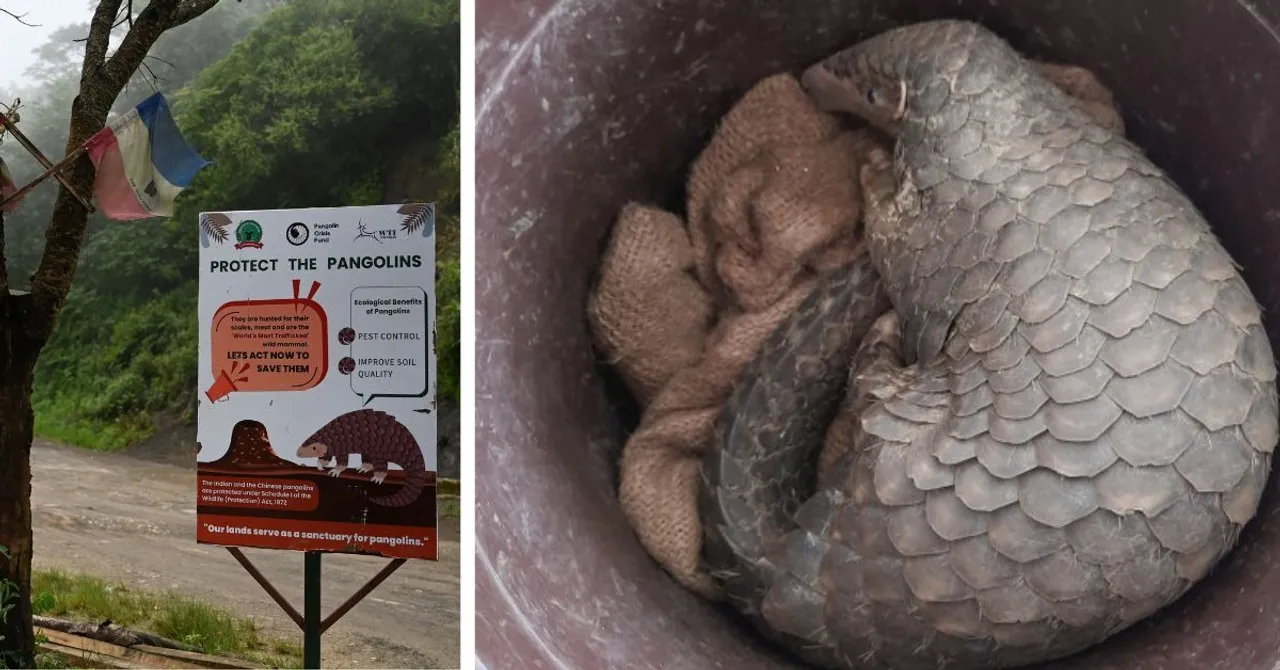 pangolins (10)