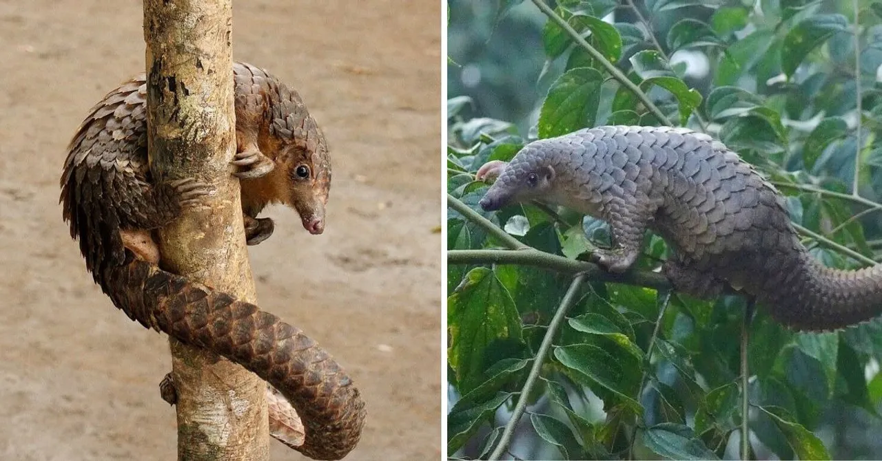 pangolins
