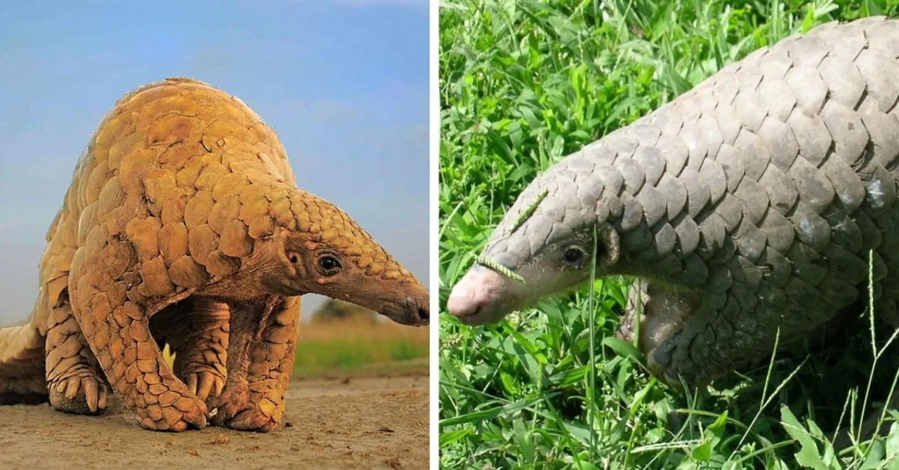 pangolins (8)