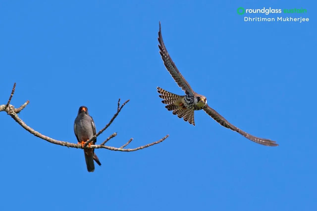 Each winter, thousands of Amur falcons migrate to Pangti village, where the community now protects them after ending hunting in 2012.