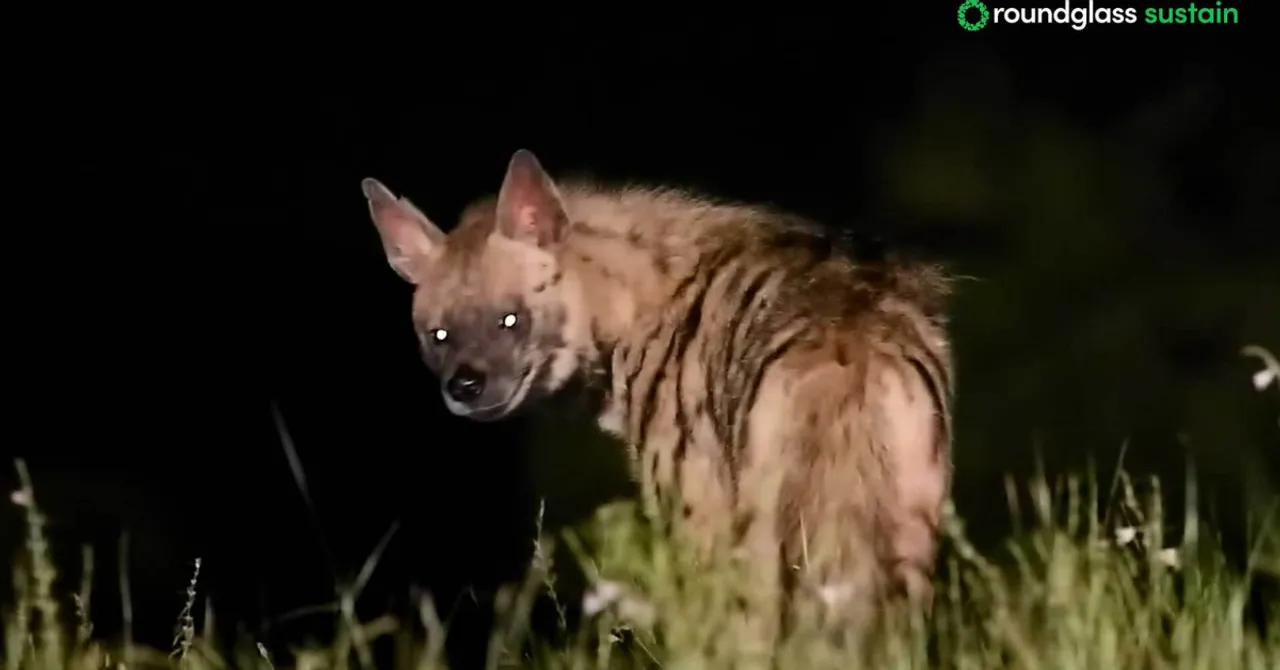 This striped hyena is part of the unseen workforce that keeps Saswad’s grasslands clean and thriving.