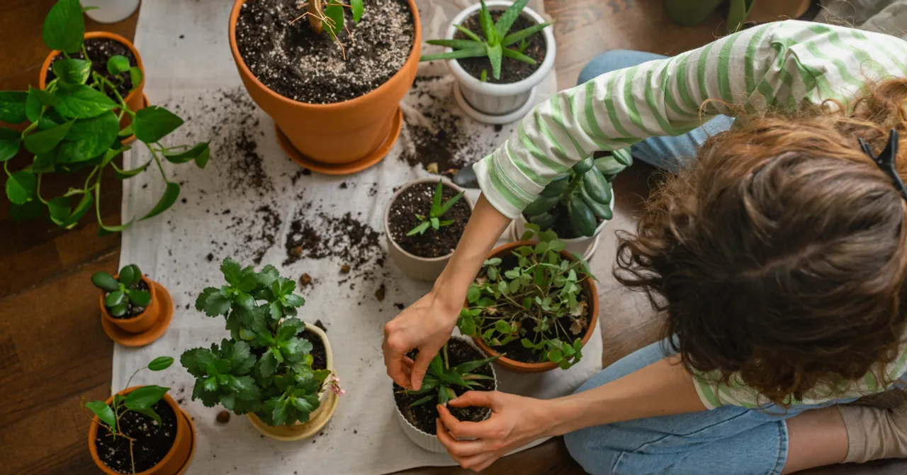 Winter indoor gardening with kids