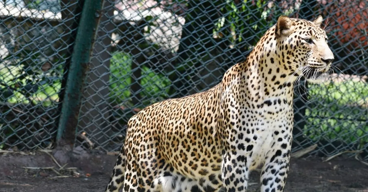 jaguar in india