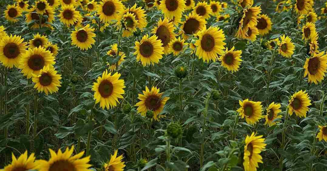 Sunflower sesame winter farming