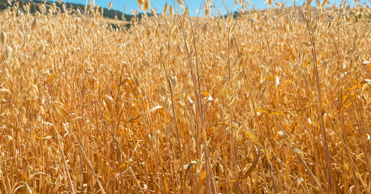 Growing barley and oats