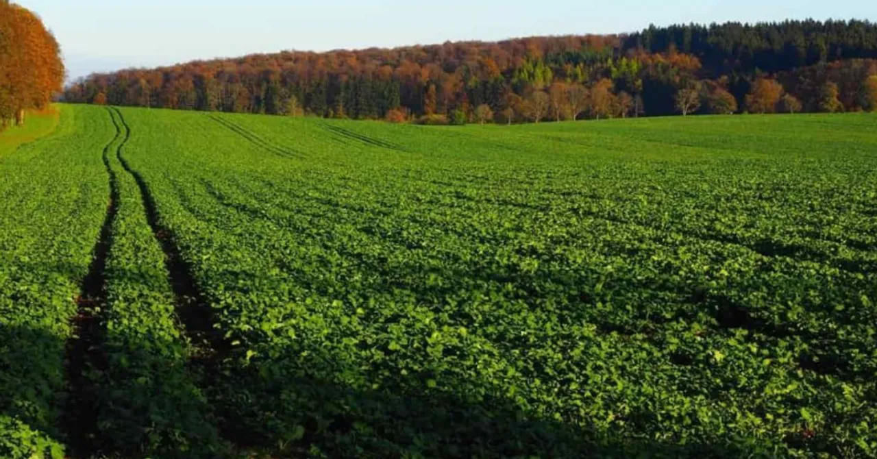 winter crop diversity and soil health