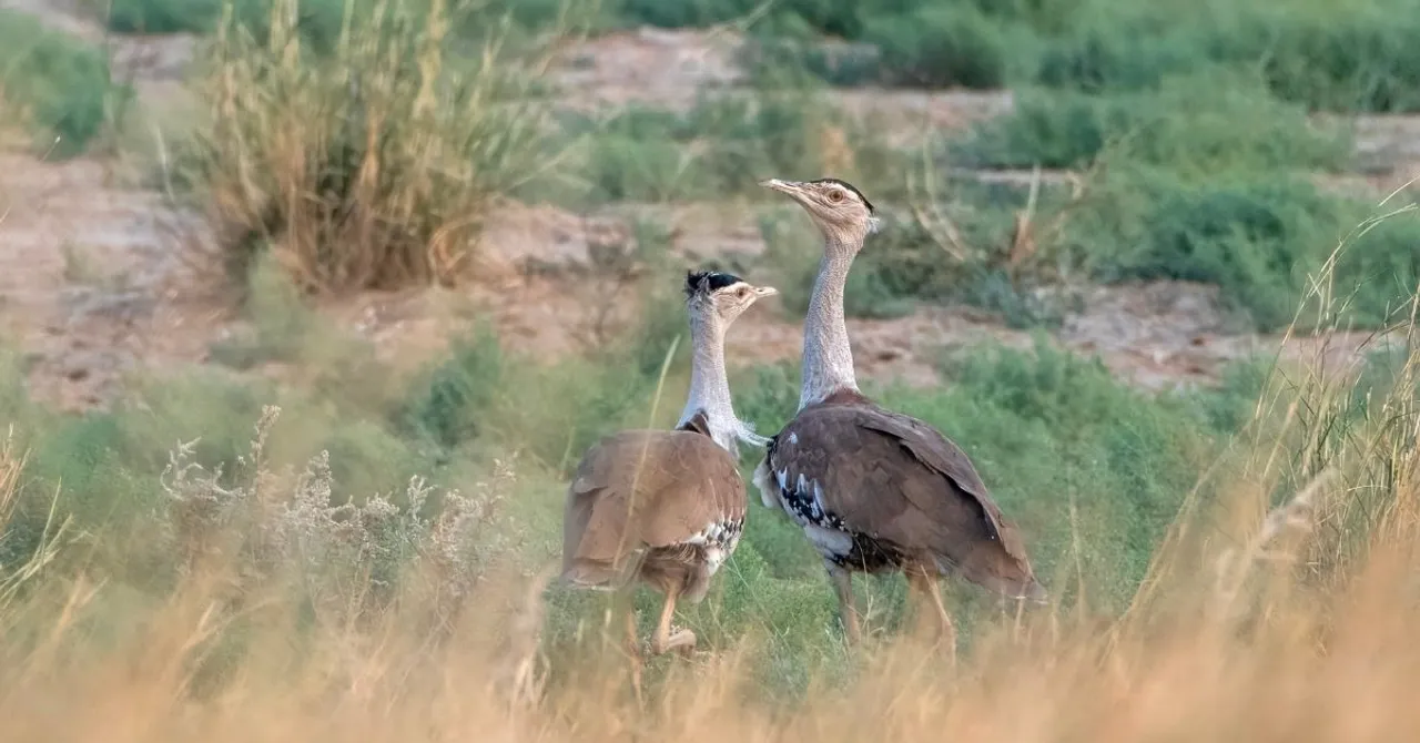 Great Indian Bustard