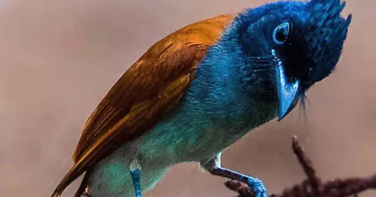 winter birds for kids