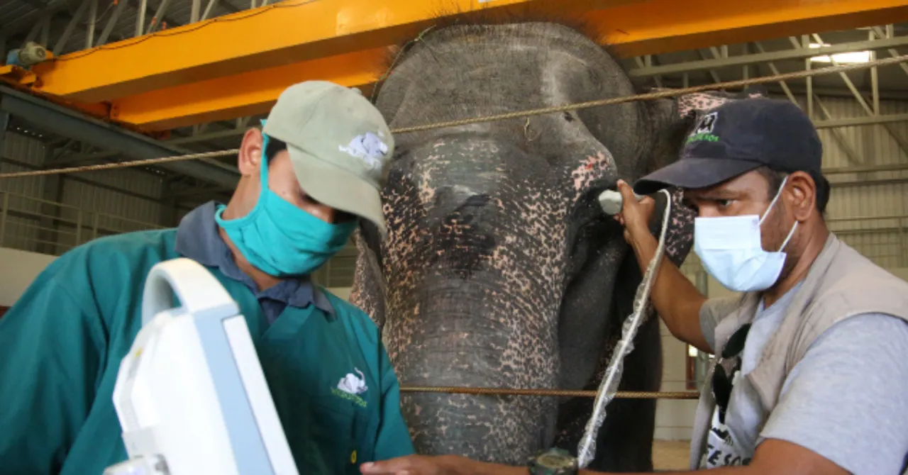 Mathura elephant hospital