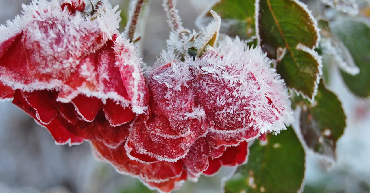frost protection for urban plants