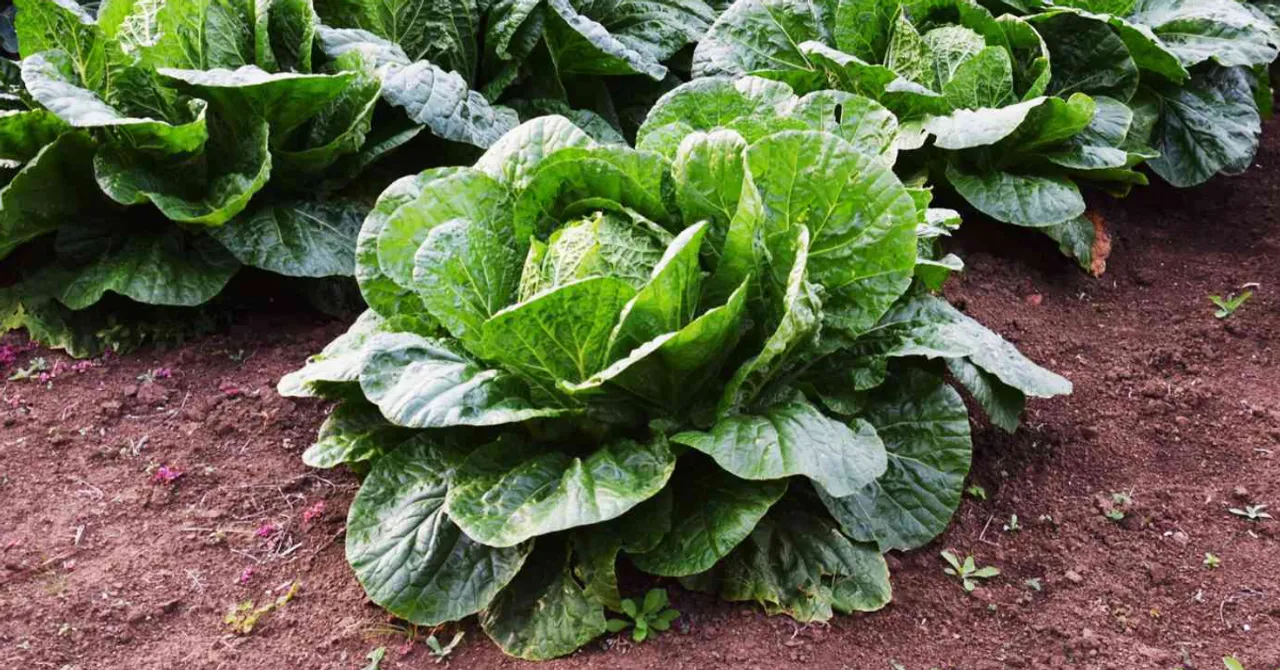 Grow cabbage at home