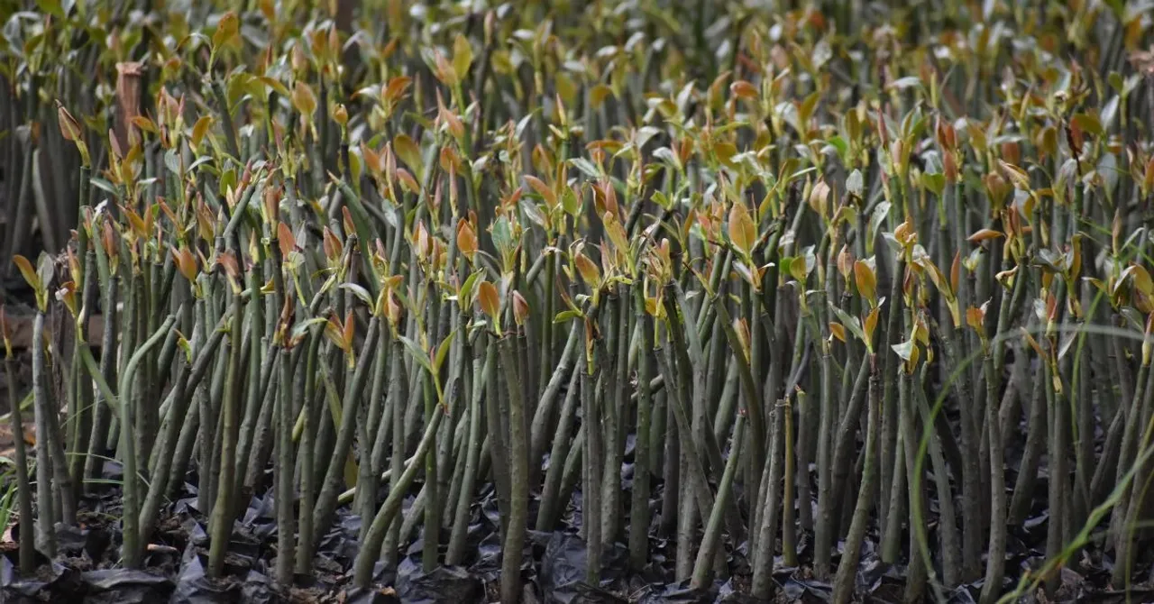 kannur kandal project (10)