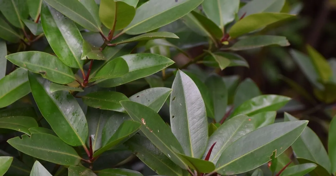 kannur kandal project