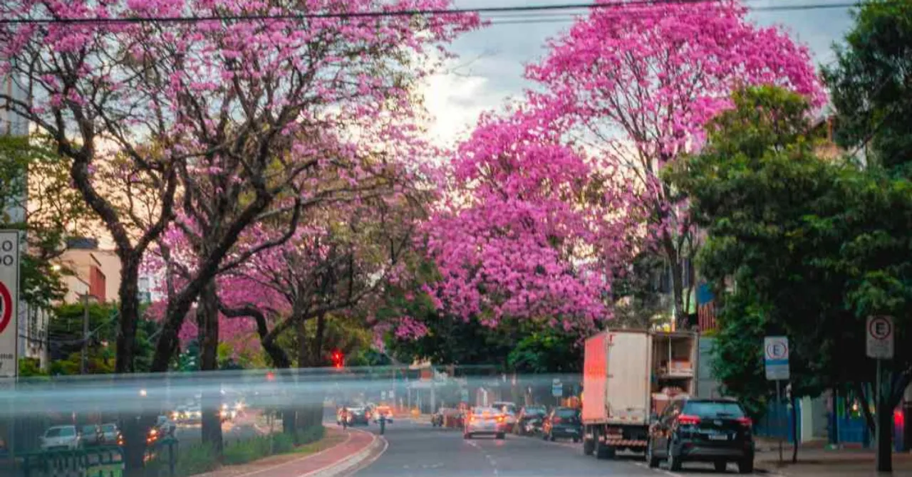 Mumbai’s Eastern Express Highway blooms with pink trumpet trees. Photograph: (Unstumbled)