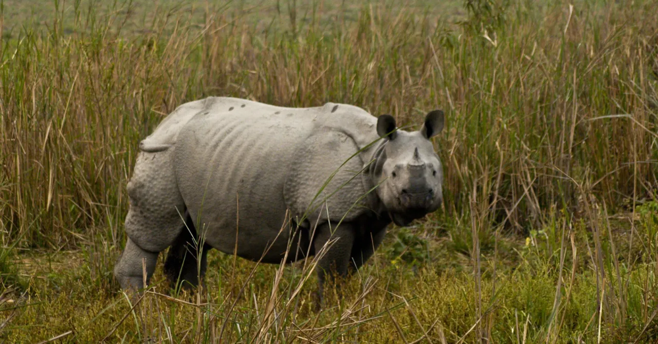 Assam rhino conservation