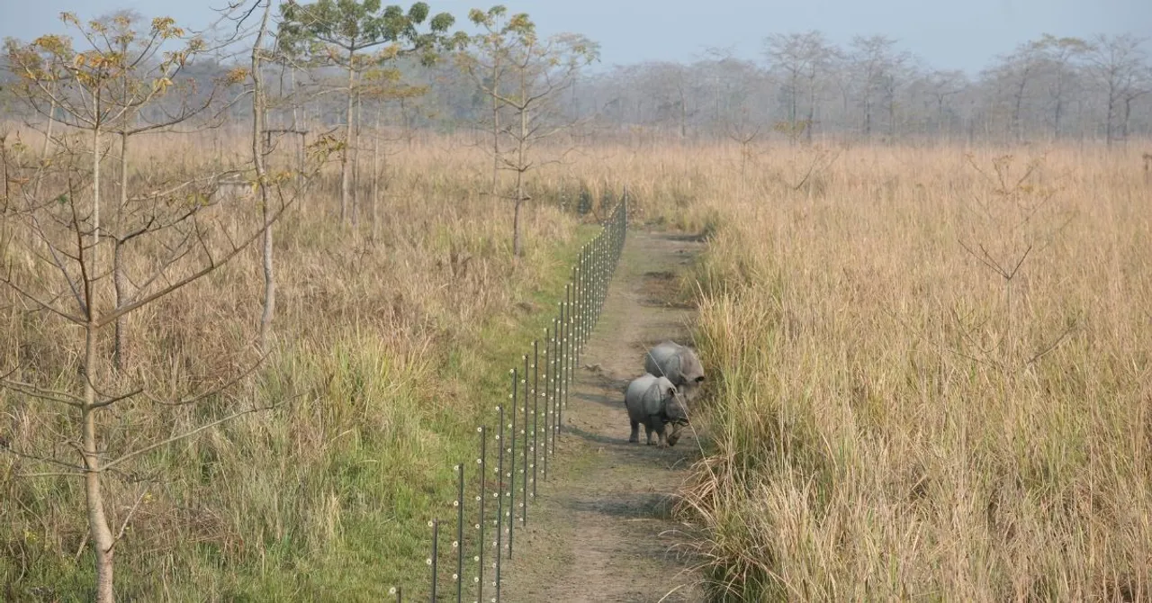 manas national park (3)