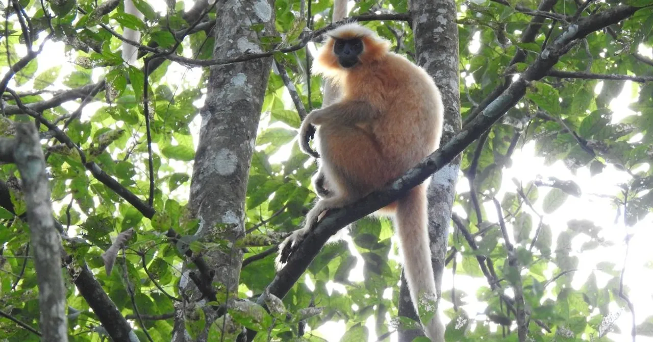 manas national park (5)