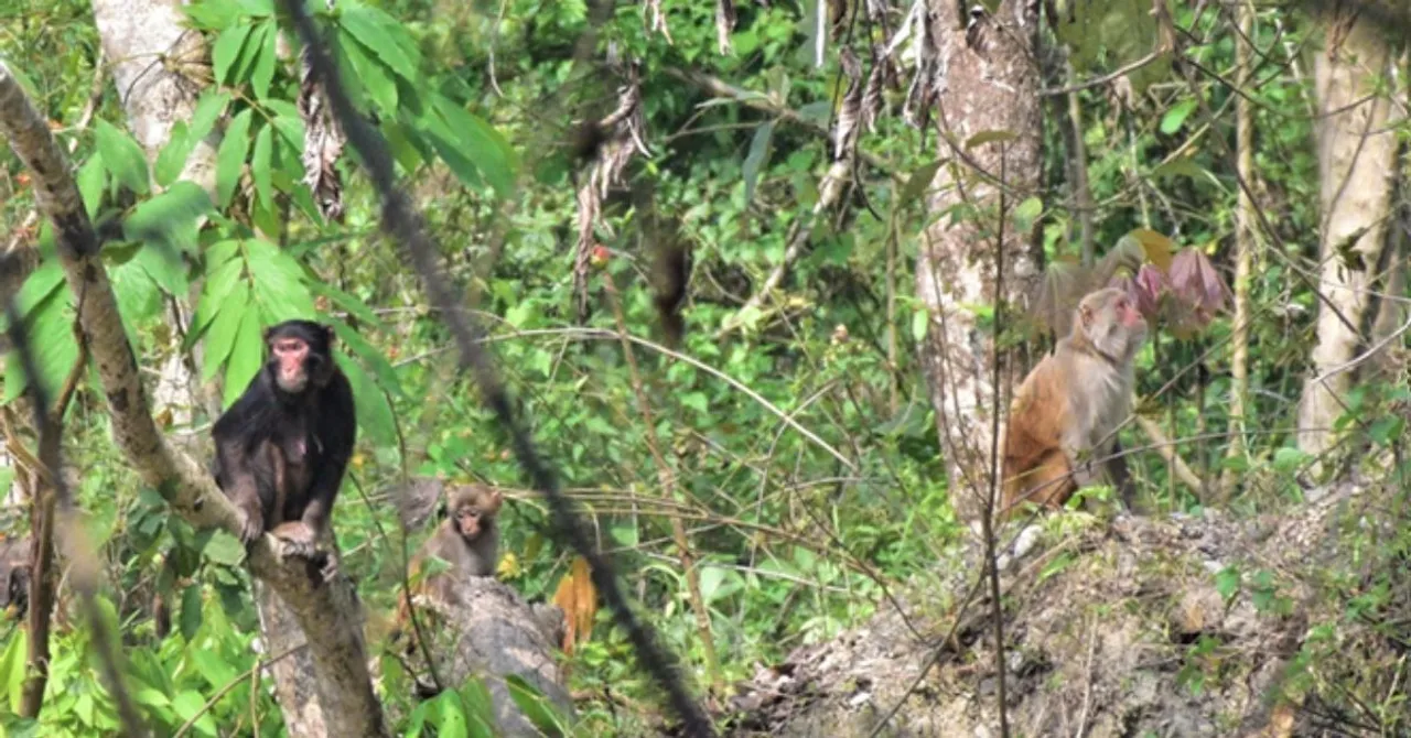 manas national park (8)