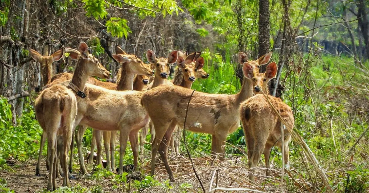 manas national park (9)