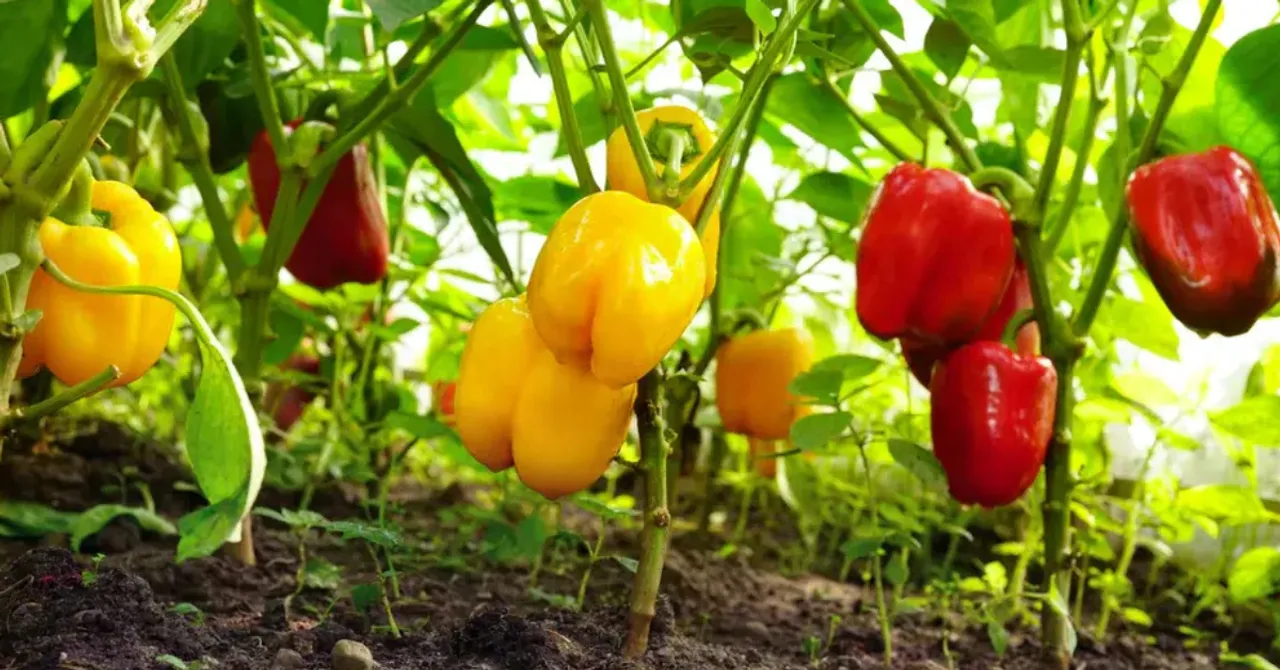 capsicum gardening for kids