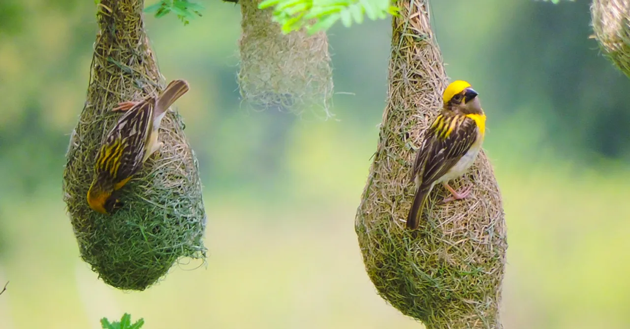 student-led bird conservation Assam