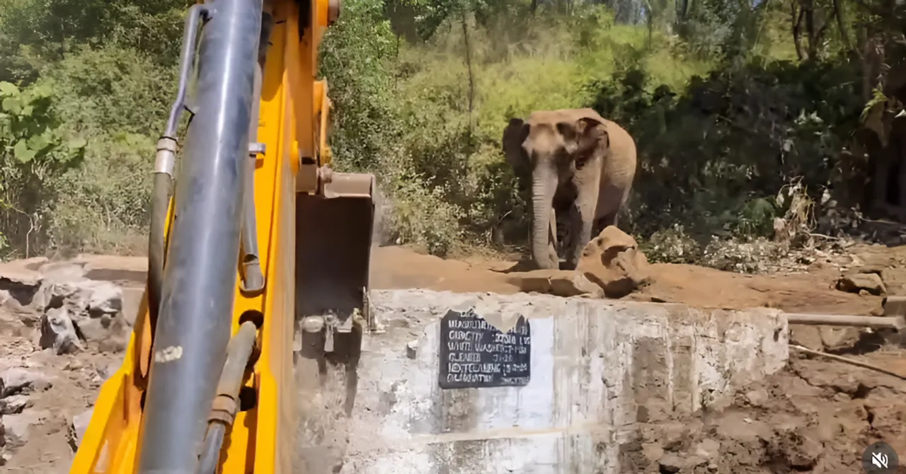 elephant rescue