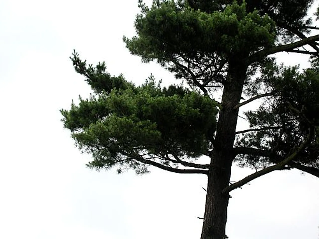 The Tree Planter